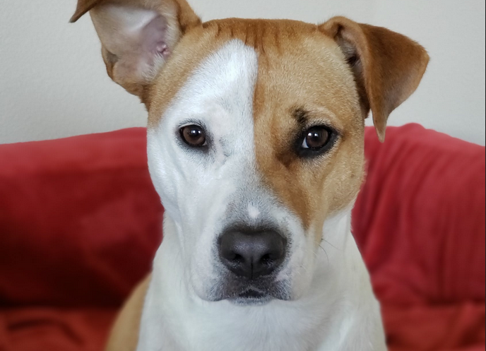 犬は人の言葉を理解しているって本当 Dog Dog Love
