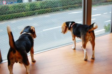 犬の病気とは・犬種別にかかりやすい病気を発表