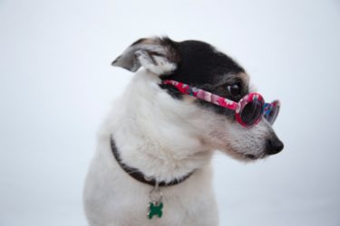 犬が苦手な人が犬に慣れる為には？家族・パートナーの犬嫌いを少しでも改善する方法