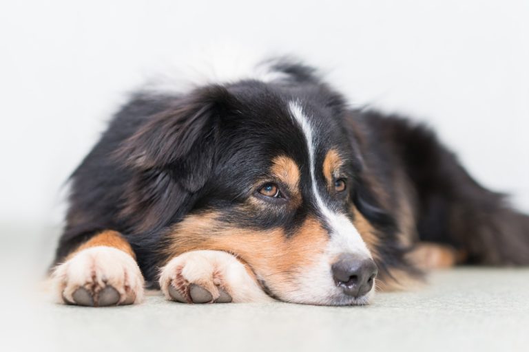 犬の平均寿命と年齢の関係 大型犬と小型犬で数年違う事も Dog Dog Love