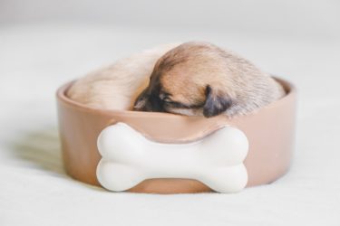 犬がよく眠るには理由があった！　人と犬の睡眠の違い
