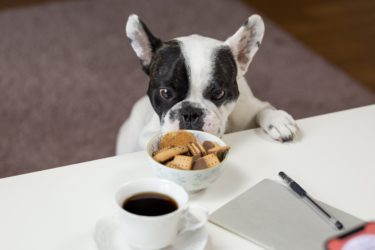 食事は犬も人と同じで超重要！愛犬を長生きさせる為の食事について