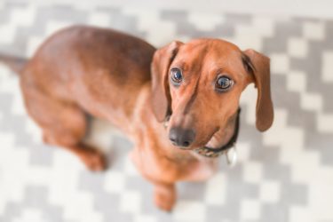 犬種によっては一層の注意が必要な腰痛対策！そもそも、ヘルニアとはどんな病気？