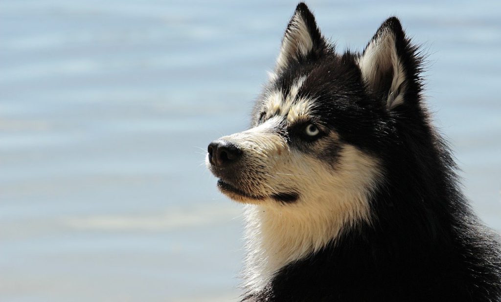 犬の嗅覚は人間の1000倍以上 最近では病気の発見にも活躍 Dog Dog Love